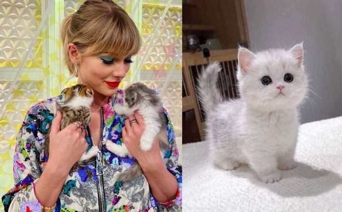 Taylor Swift acquired another luxurious cat following the loss of her ...